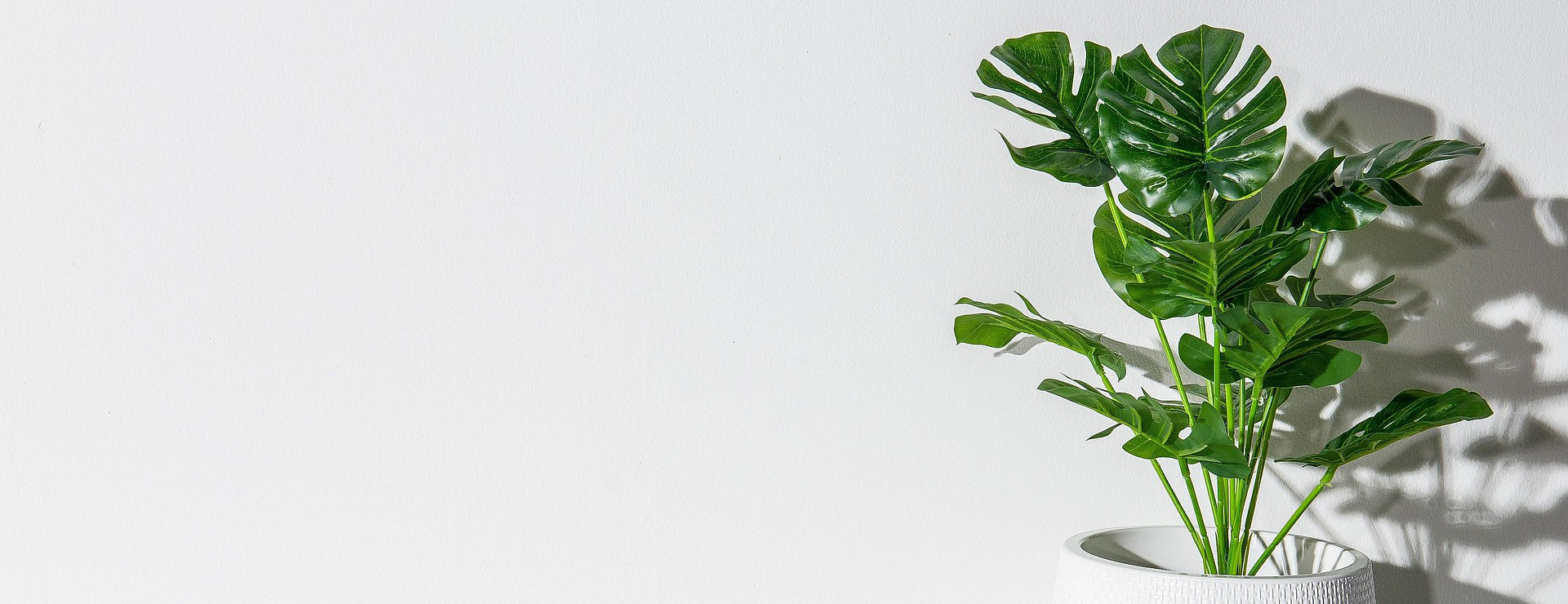 United Nursery -United Nursery monstera 6319467 1920