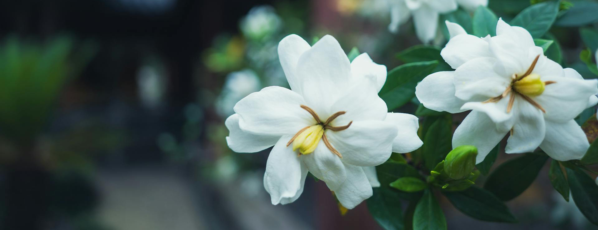 United Nursery -United Nursery pexels 1433506698 32595538