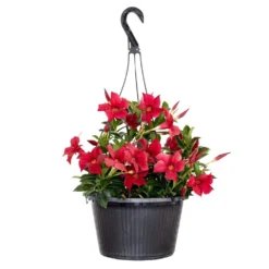 Premium 10 In. Hanging Basket 20 In. To 22 In. Tall Mandevilla Red Blooming Flower Live Outdoor Plant