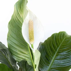 Peace Lily Spathiphyllum Sympathy Live Plant In 9.25 Inch Grower Pot 6 Peace Lily Spathiphyllum Sympathy Live Plant In 9.25 Inch Grower Pot -United Nursery united nursery house plants 00038 4f 1000