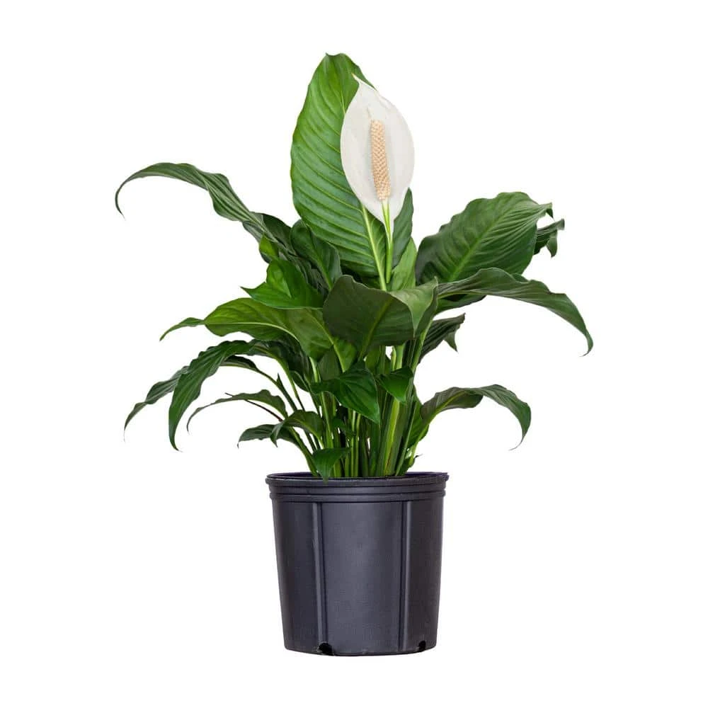 Peace Lily Spathiphyllum Sympathy Live Plant In 9.25 Inch Grower Pot 1 Peace Lily Spathiphyllum Sympathy Live Plant In 9.25 Inch Grower Pot