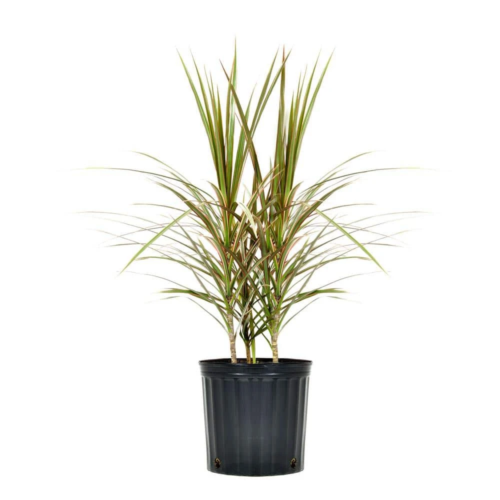 24 In. To 28 In. Tall Dracaena Bi Color Plant Madagascar Dragon Tree Live Outdoor Indoor In 9.25 In. Grower Pot 1 24 In. To 28 In. Tall Dracaena Bi Color Plant Madagascar Dragon Tree Live Outdoor Indoor In 9.25 In. Grower Pot