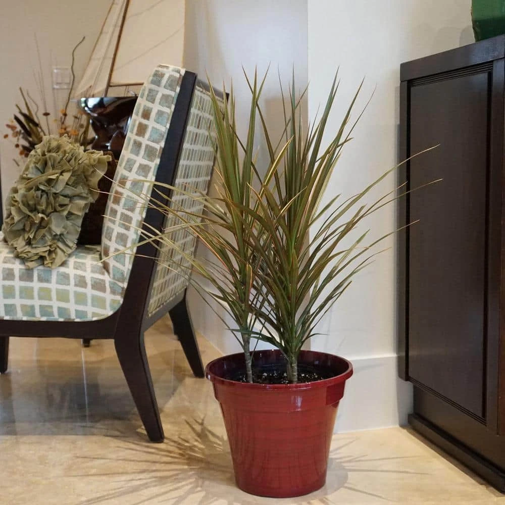 24 In. To 28 In. Tall Dracaena Bi Color Plant Madagascar Dragon Tree Live Outdoor Indoor In 9.25 In. Grower Pot 2 24 In. To 28 In. Tall Dracaena Bi Color Plant Madagascar Dragon Tree Live Outdoor Indoor In 9.25 In. Grower Pot - Image 2