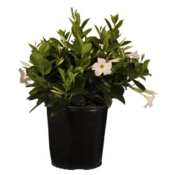 18 In. To 24 In. Tall Dipladenia Bush White Flowering Plant Live Outdoor Blooming Plant In 9.25 In. Grower