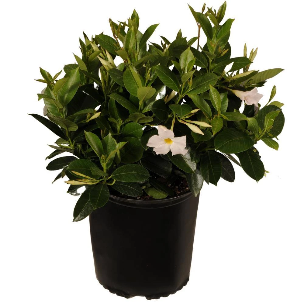 18 In. To 24 In. Tall Dipladenia Bush White Flowering Plant Live Outdoor Blooming Plant In 9.25 In. Grower 2 18 In. To 24 In. Tall Dipladenia Bush White Flowering Plant Live Outdoor Blooming Plant In 9.25 In. Grower - Image 2