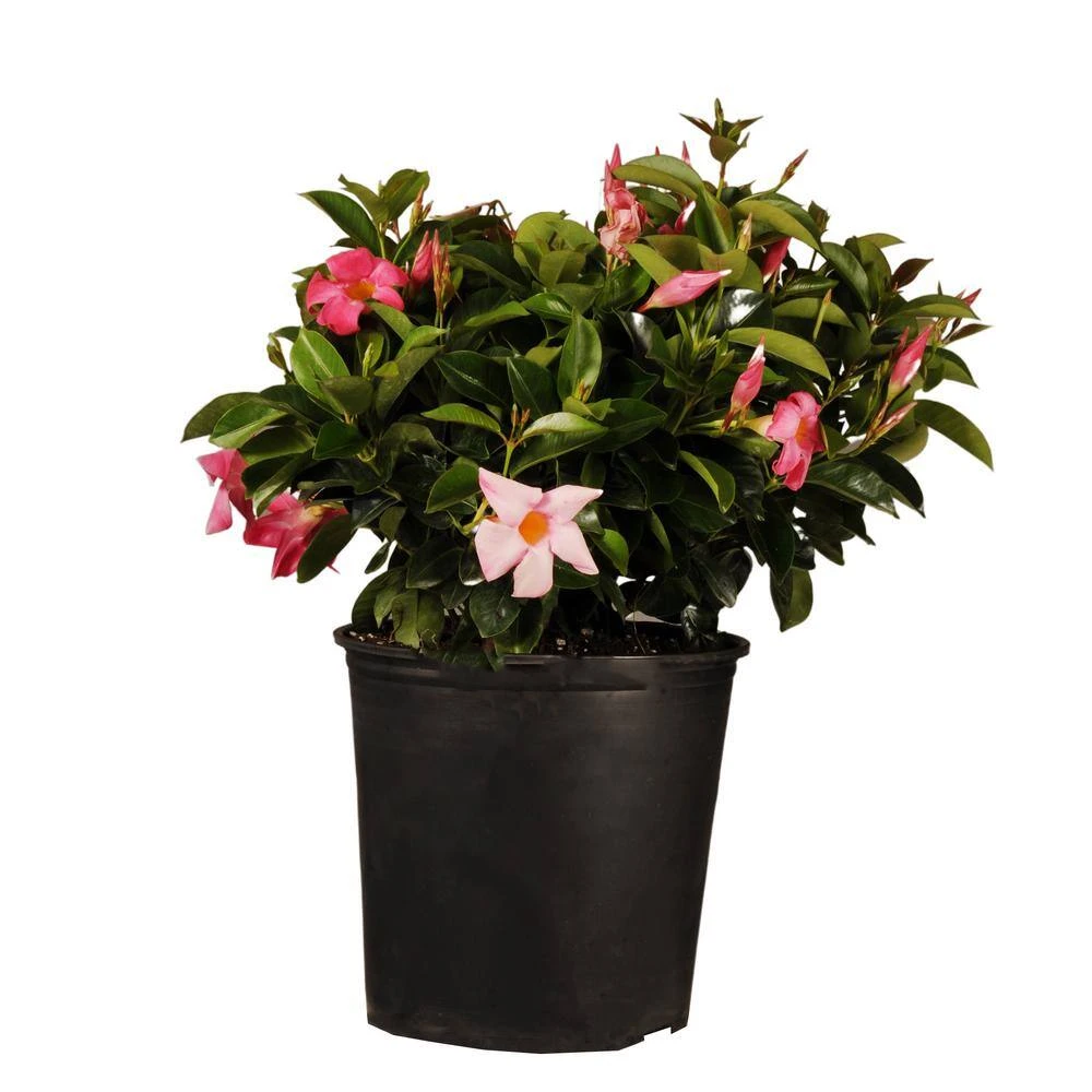 18 In. To 24 In. Tall Dipladenia Bush Pink Flowering Plant Live Outdoor Blooming Plant In 9.25 In. Grower 1 18 In. To 24 In. Tall Dipladenia Bush Pink Flowering Plant Live Outdoor Blooming Plant In 9.25 In. Grower