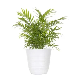 12 In. To 18 In. Tall Parlor Palm Plant In 6 In. White Decor Pot