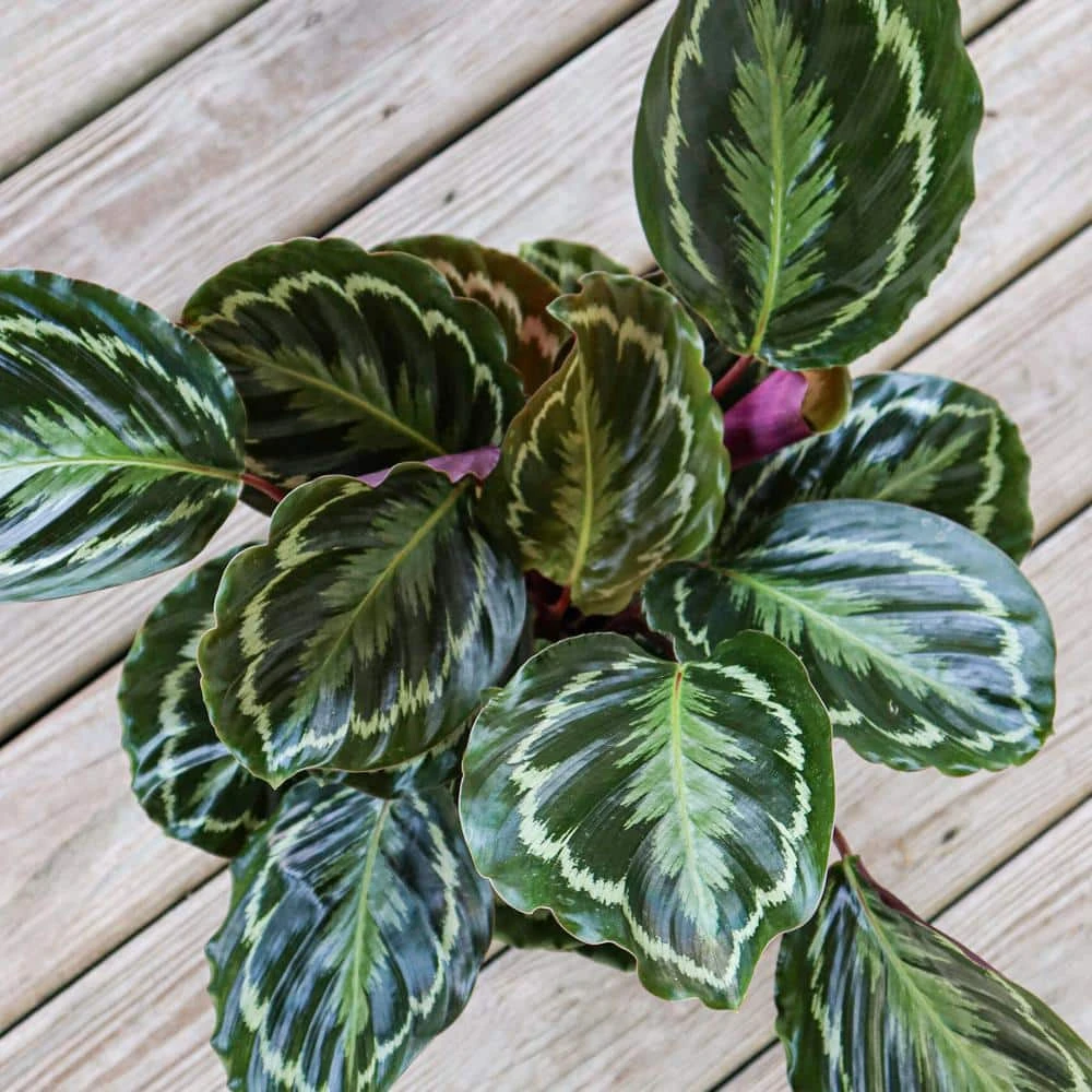 Calathea Medallion Live Prayer Plant In 9.25 Inch Grower Pot 4 Calathea Medallion Live Prayer Plant In 9.25 Inch Grower Pot - Image 4