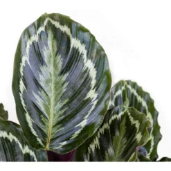 Calathea Medallion Live Prayer Plant In 9.25 Inch Grower Pot 6 Calathea Medallion Live Prayer Plant In 9.25 Inch Grower Pot -United Nursery united nursery house plants 02278 4f 1000