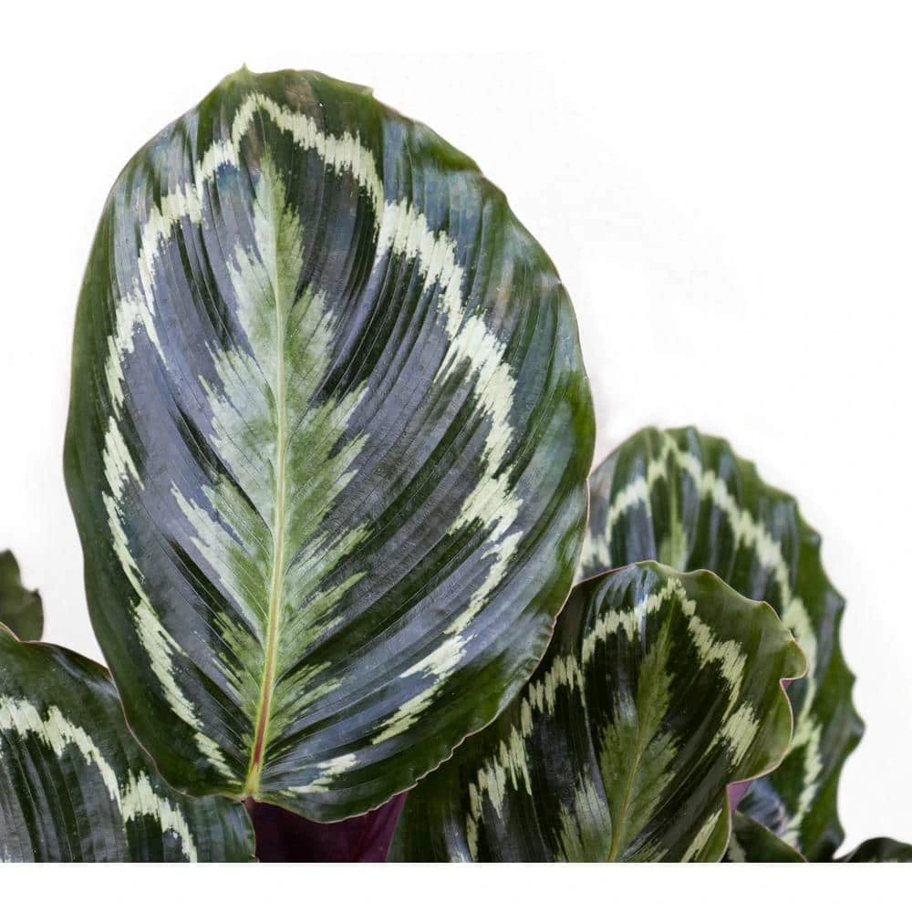 Calathea Medallion Live Prayer Plant In 9.25 Inch Grower Pot 3 Calathea Medallion Live Prayer Plant In 9.25 Inch Grower Pot - Image 3