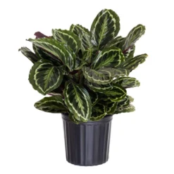 Calathea Medallion Live Prayer Plant In 9.25 Inch Grower Pot