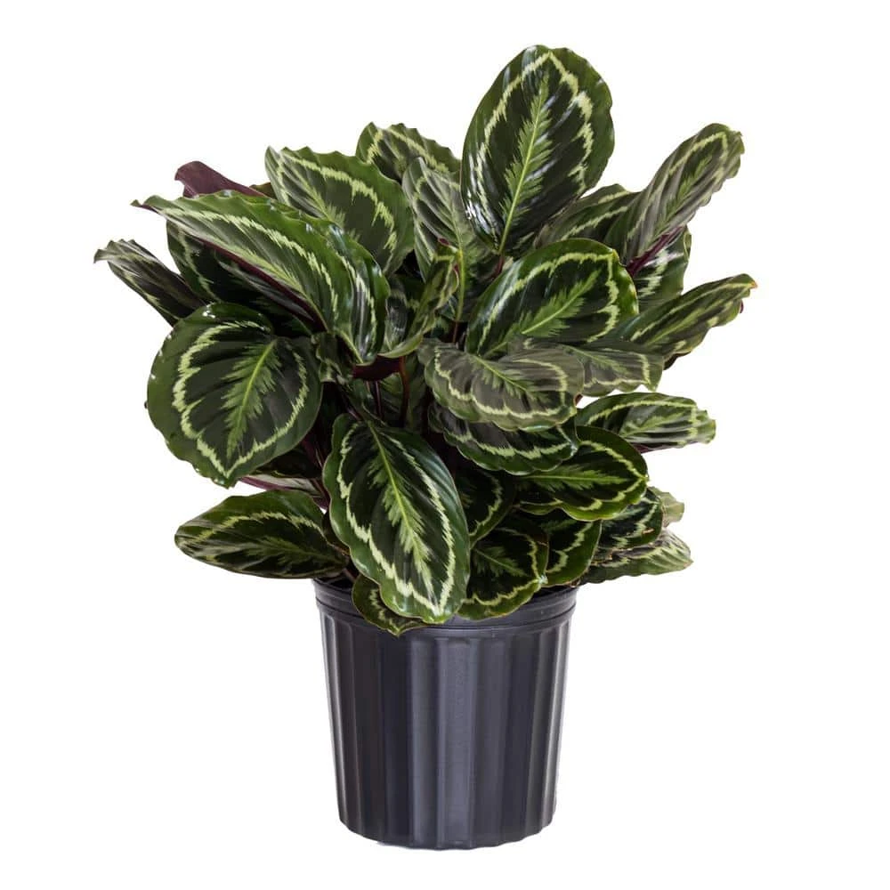 Calathea Medallion Live Prayer Plant In 9.25 Inch Grower Pot 1 Calathea Medallion Live Prayer Plant In 9.25 Inch Grower Pot
