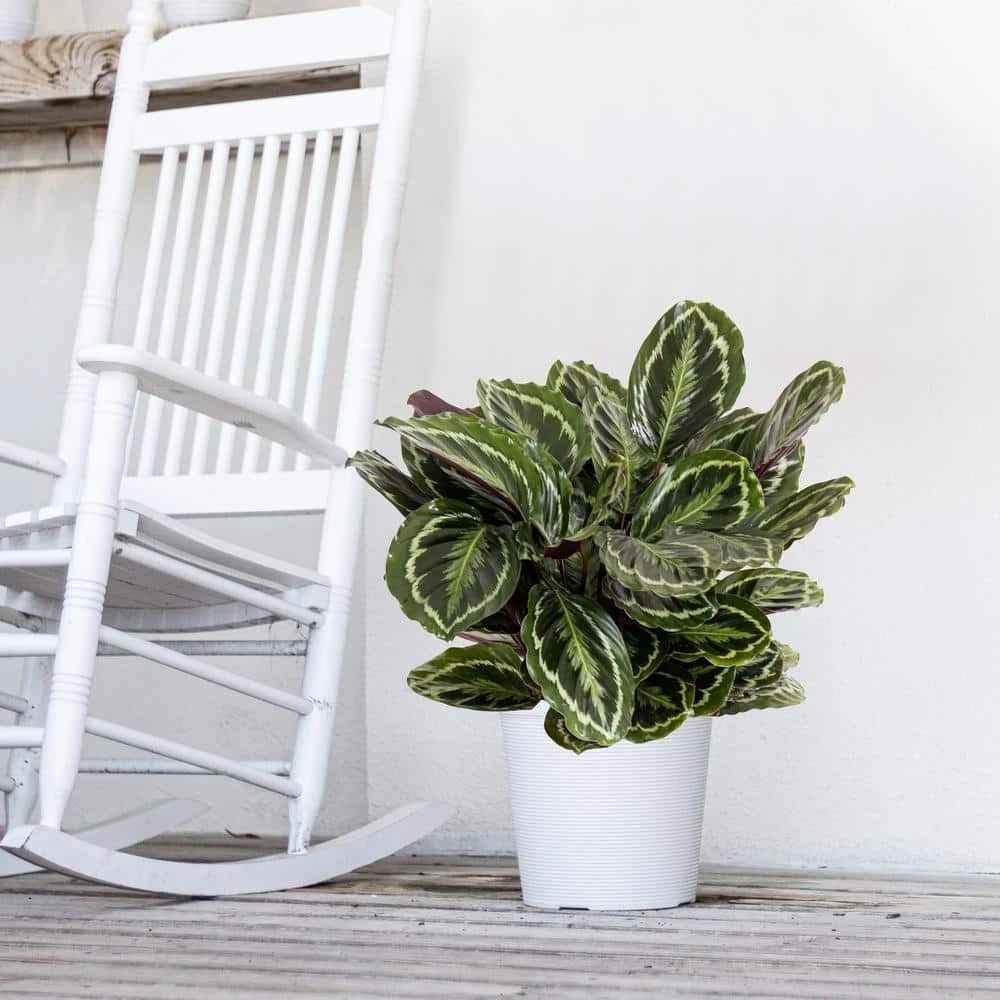 Calathea Medallion Live Prayer Plant In 9.25 Inch Grower Pot 2 Calathea Medallion Live Prayer Plant In 9.25 Inch Grower Pot - Image 2