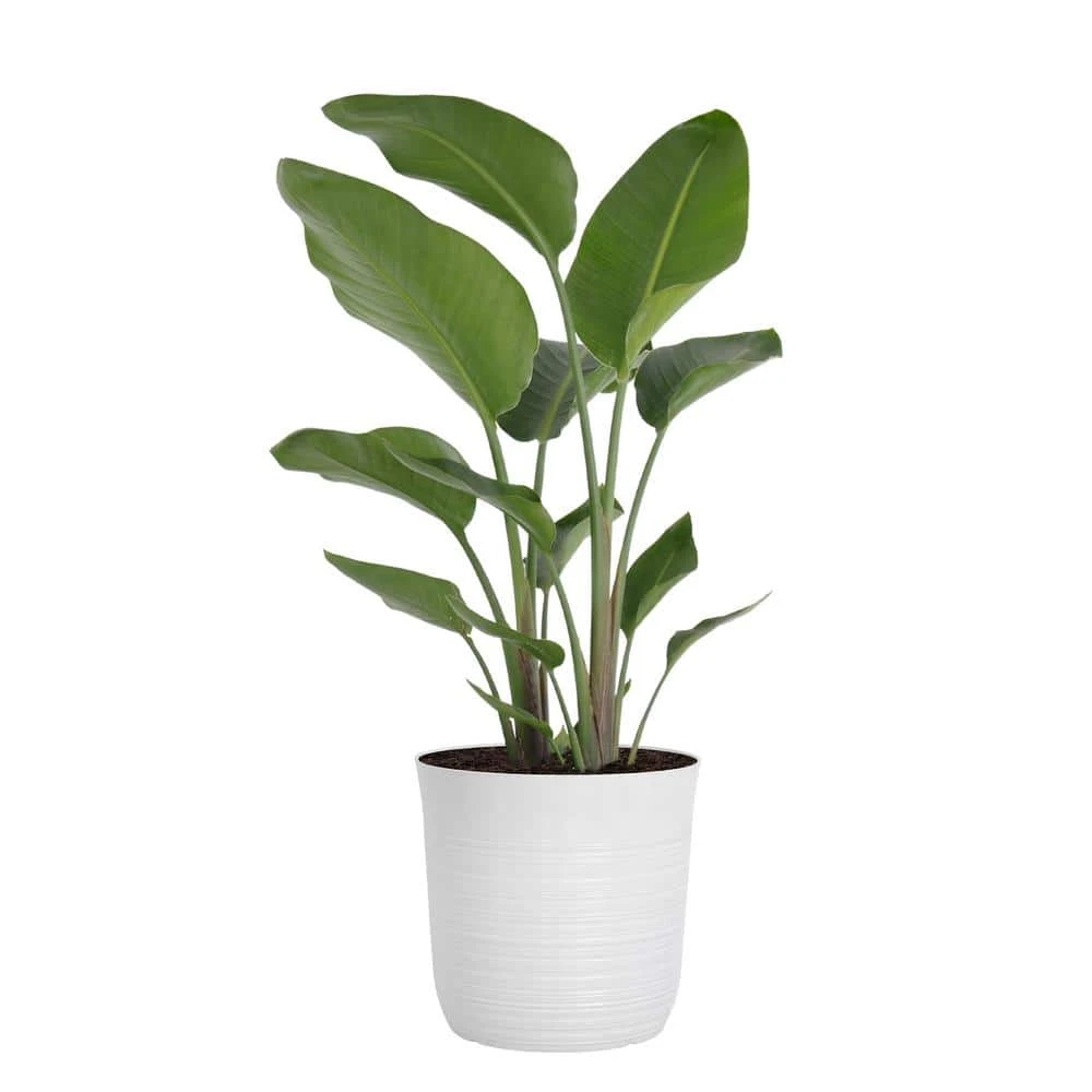 White Bird Of Paradise Live Plant In 10 Inch White Decor Pot 1 White Bird Of Paradise Live Plant In 10 Inch White Decor Pot