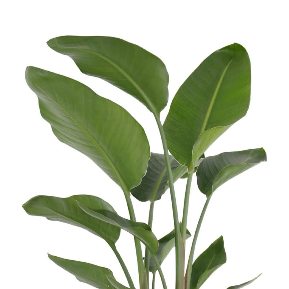 White Bird Of Paradise Live Plant In 10 Inch White Decor Pot 2 White Bird Of Paradise Live Plant In 10 Inch White Decor Pot - Image 2