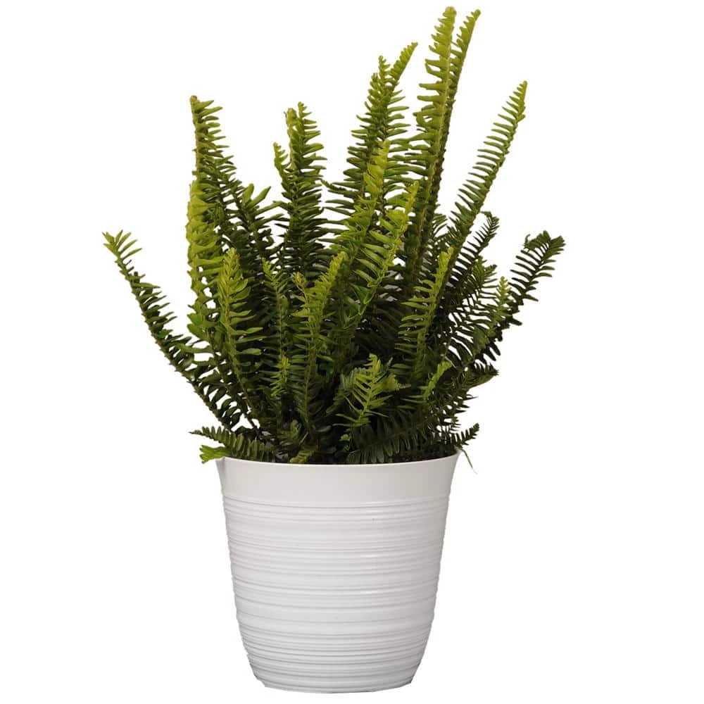 12 In. To 16 In. Tall Kimberly Fern Plant In 6 In. White Decor Pot 1 12 In. To 16 In. Tall Kimberly Fern Plant In 6 In. White Decor Pot
