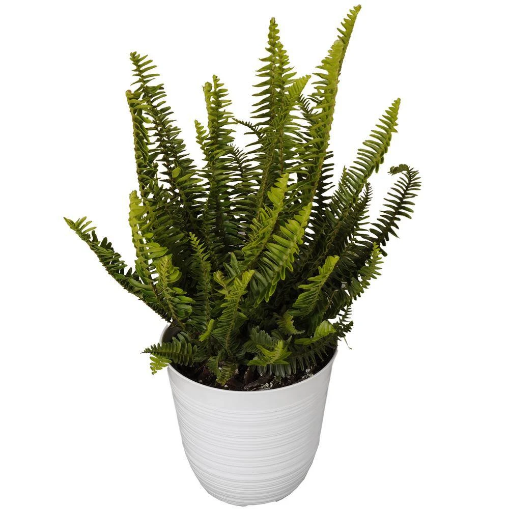 12 In. To 16 In. Tall Kimberly Fern Plant In 6 In. White Decor Pot 2 12 In. To 16 In. Tall Kimberly Fern Plant In 6 In. White Decor Pot - Image 2