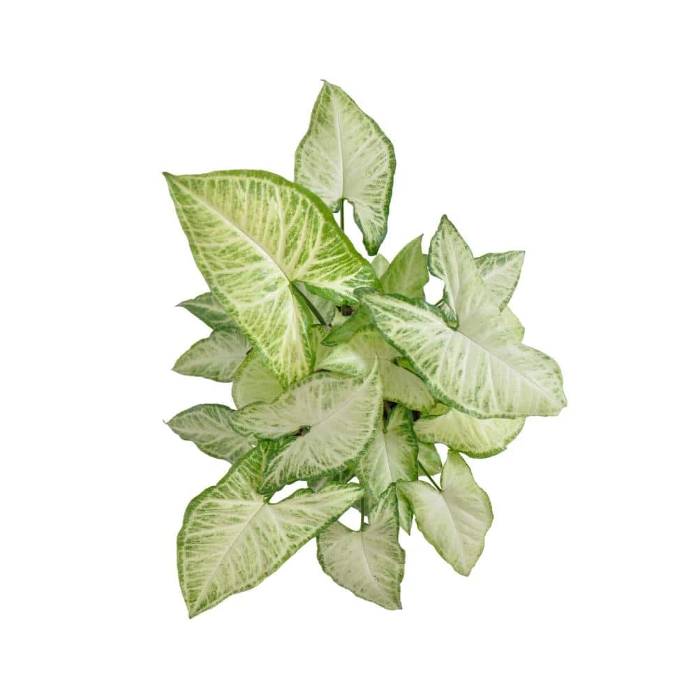 Syngonium White Butterfly Arrowhead Plant In 6 Inch White Decor Pot 3 Syngonium White Butterfly Arrowhead Plant In 6 Inch White Decor Pot - Image 3