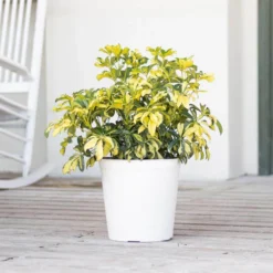 Schefflera Trinette Variegated Live Plant In 10 Inch White Decor Pot 6 Schefflera Trinette Variegated Live Plant In 10 Inch White Decor Pot -United Nursery united nursery house plants 06764 4f 1000