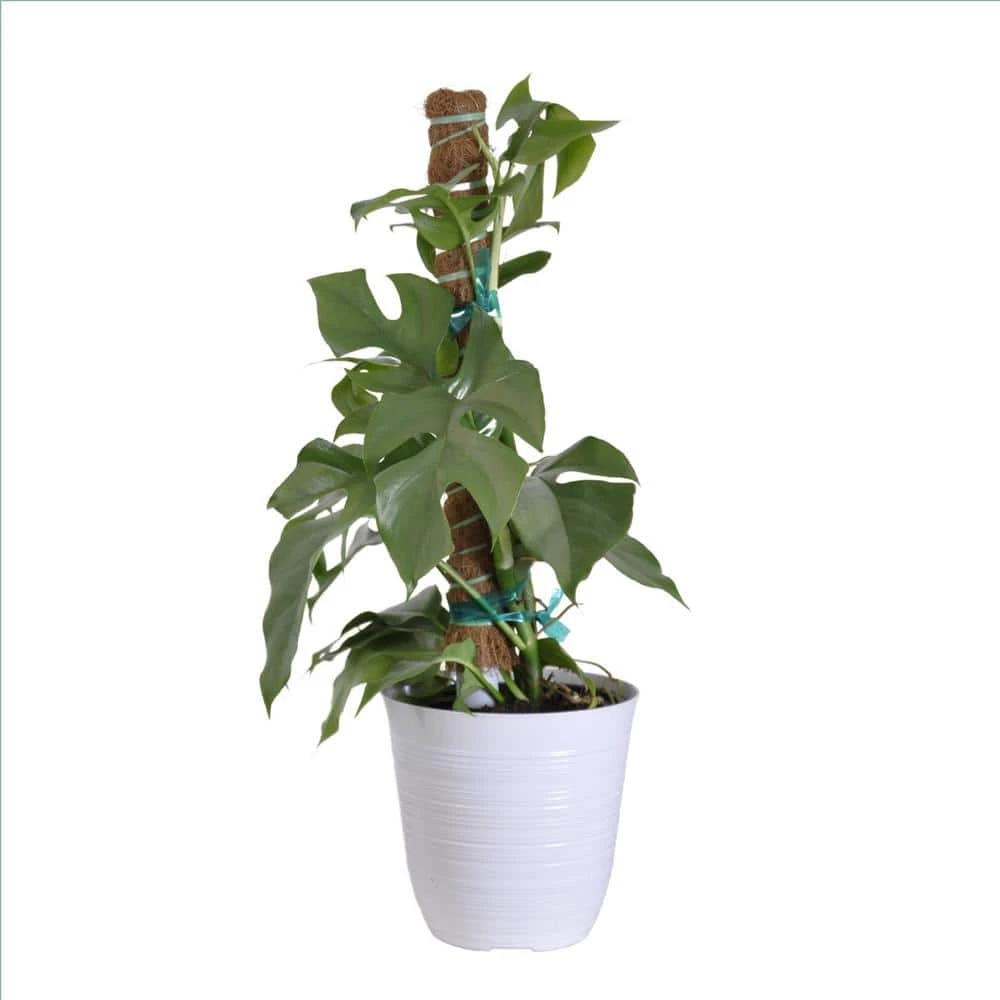 Philodendron Mini Monstera Ginny In 6 Inch White Decor Pot 1 Philodendron Mini Monstera Ginny In 6 Inch White Decor Pot