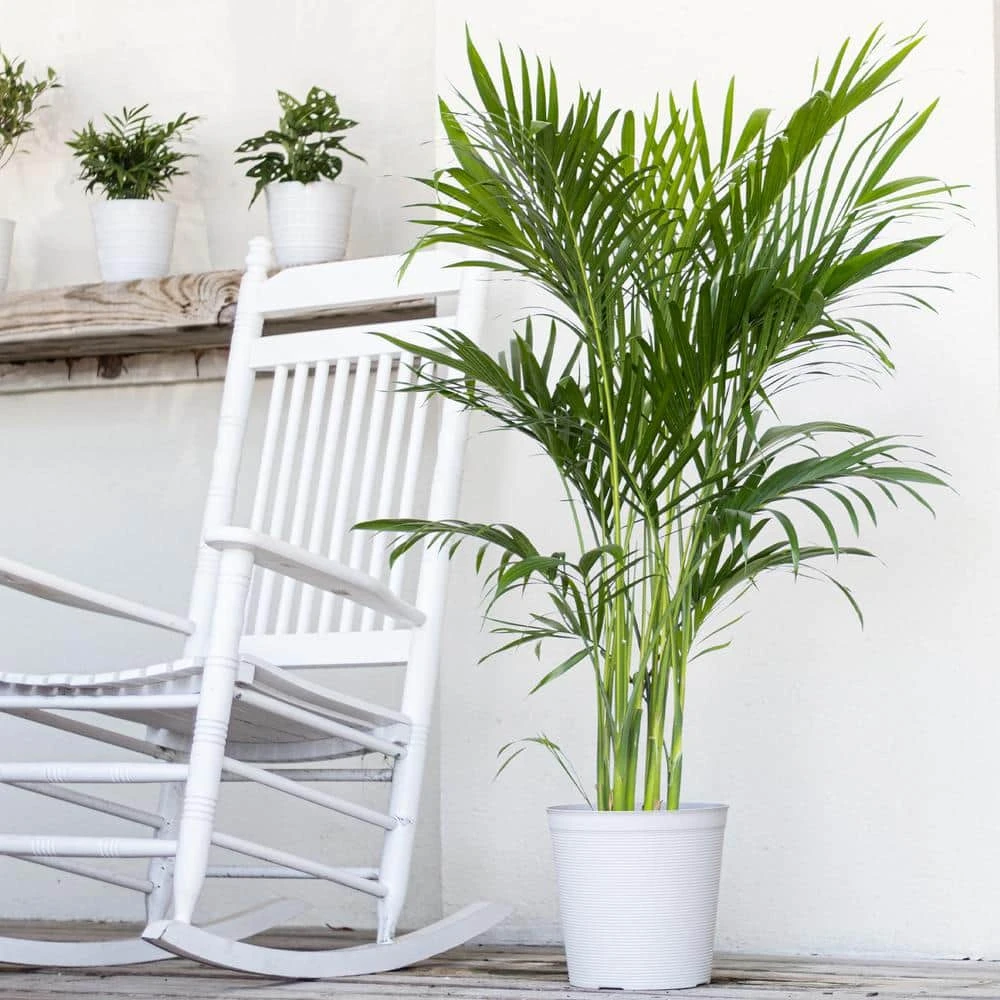 Cat Palm Chamaedorea Cataractarum Plant In 9.25 Inch Grower Pot 4 Cat Palm Chamaedorea Cataractarum Plant In 9.25 Inch Grower Pot - Image 4