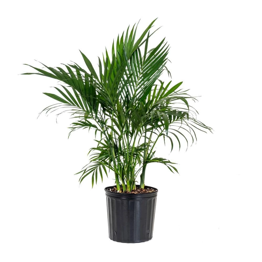 Cat Palm Chamaedorea Cataractarum Plant In 9.25 Inch Grower Pot 1 Cat Palm Chamaedorea Cataractarum Plant In 9.25 Inch Grower Pot
