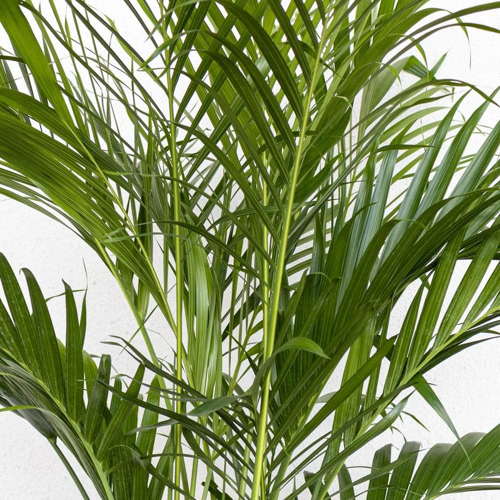Cat Palm Chamaedorea Cataractarum Plant In 9.25 Inch Grower Pot 2 Cat Palm Chamaedorea Cataractarum Plant In 9.25 Inch Grower Pot - Image 2