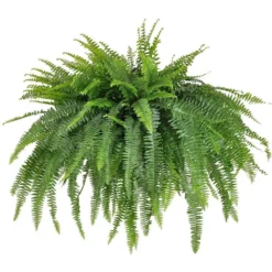 Boston Fern Jumbo Size Plant In 9.25 Inch Hanging Basket For Indoor Or Outdoor Use