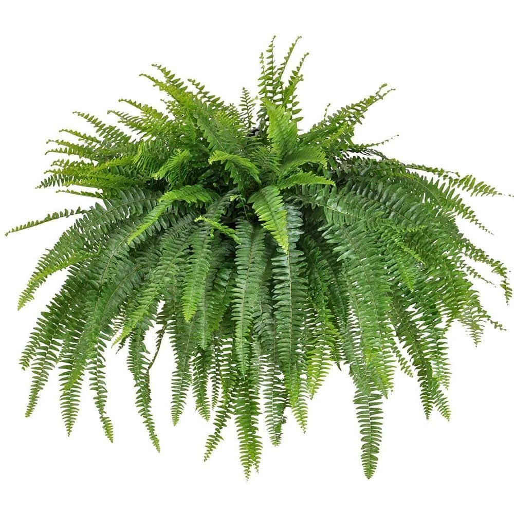 Boston Fern Jumbo Size Plant In 9.25 Inch Hanging Basket For Indoor Or Outdoor Use 1 Boston Fern Jumbo Size Plant In 9.25 Inch Hanging Basket For Indoor Or Outdoor Use