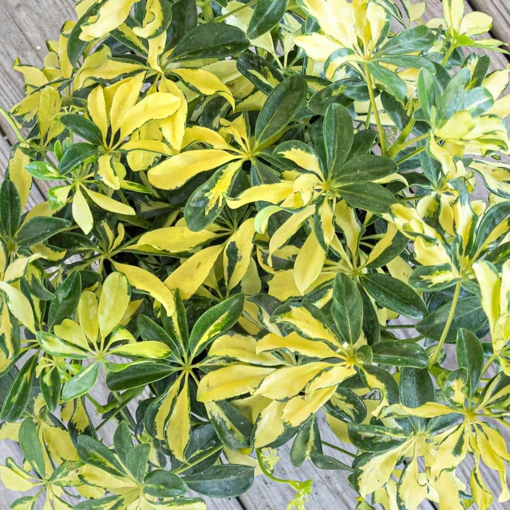 Schefflera Trinette Live Umbrella Plant Indoor Outdoor Houseplant In 9.25 In. Grower Pot 4 Schefflera Trinette Live Umbrella Plant Indoor Outdoor Houseplant In 9.25 In. Grower Pot - Image 4