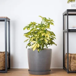 Schefflera Trinette Live Umbrella Plant Indoor Outdoor Houseplant In 9.25 In. Grower Pot 9 Schefflera Trinette Live Umbrella Plant Indoor Outdoor Houseplant In 9.25 In. Grower Pot -United Nursery united nursery house plants 21245 44 1000