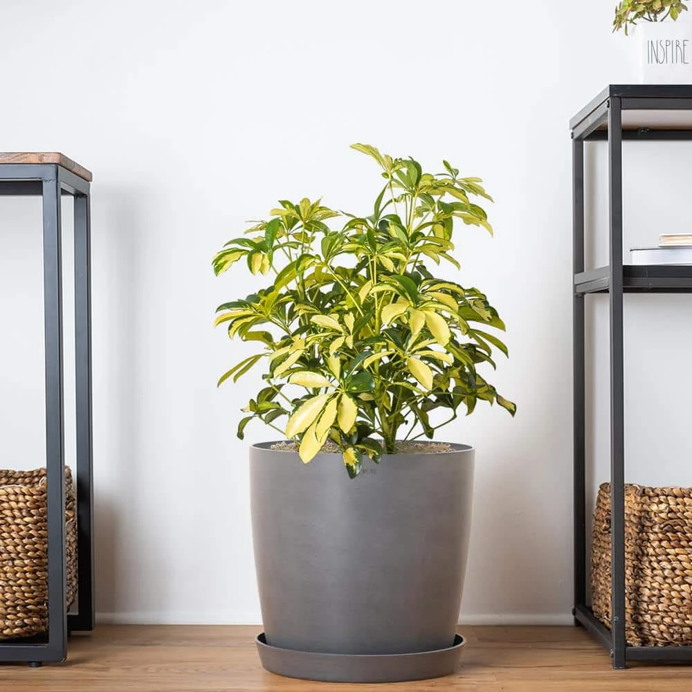Schefflera Trinette Live Umbrella Plant Indoor Outdoor Houseplant In 9.25 In. Grower Pot 5 Schefflera Trinette Live Umbrella Plant Indoor Outdoor Houseplant In 9.25 In. Grower Pot - Image 5