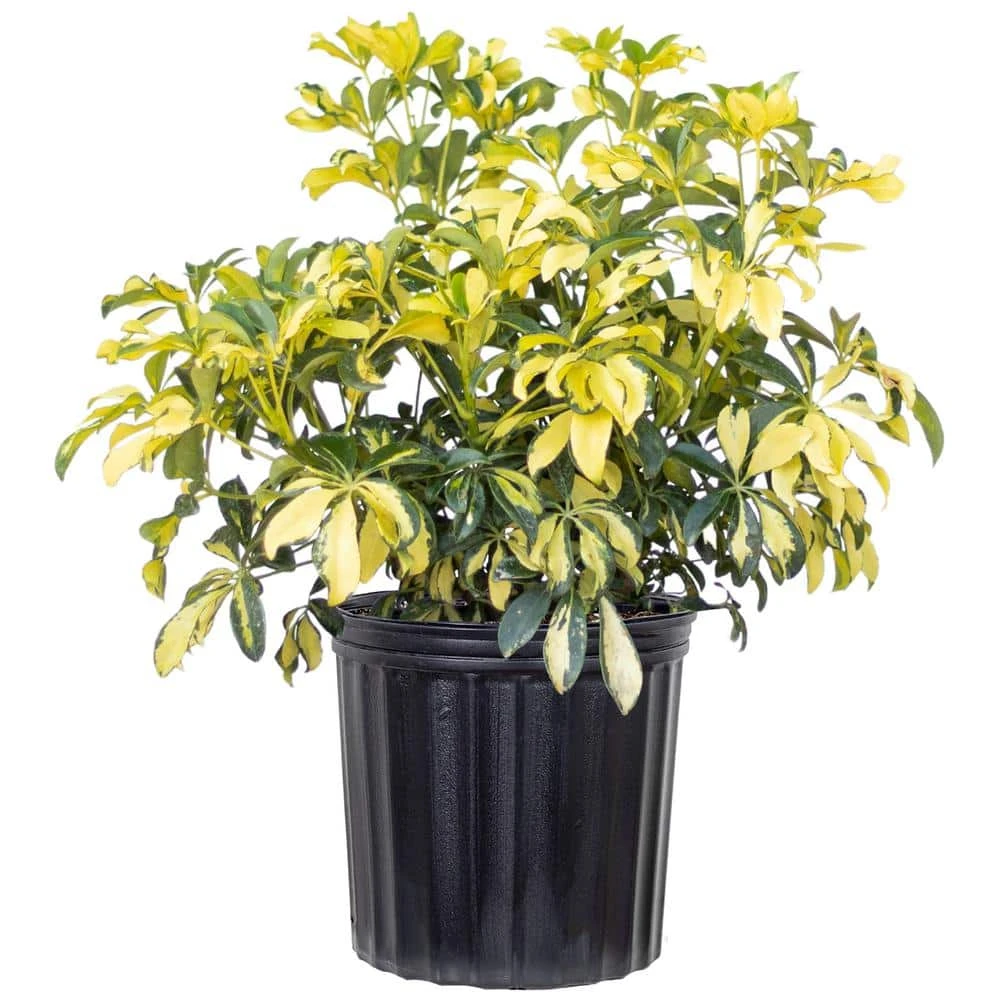 Schefflera Trinette Live Umbrella Plant Indoor Outdoor Houseplant In 9.25 In. Grower Pot 1 Schefflera Trinette Live Umbrella Plant Indoor Outdoor Houseplant In 9.25 In. Grower Pot
