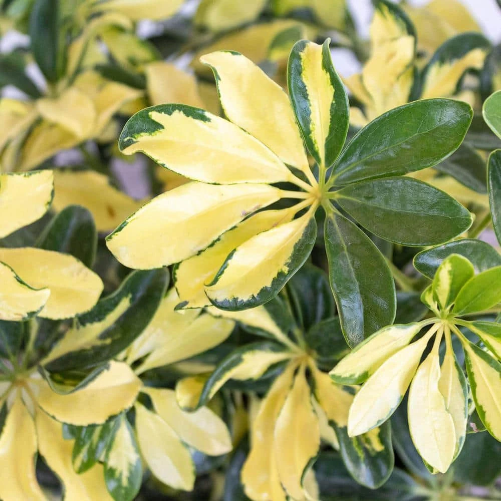 Schefflera Trinette Live Umbrella Plant Indoor Outdoor Houseplant In 9.25 In. Grower Pot 2 Schefflera Trinette Live Umbrella Plant Indoor Outdoor Houseplant In 9.25 In. Grower Pot - Image 2