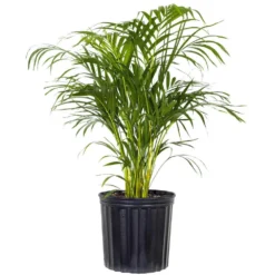 Areca Palm Dypsis Lutescens Live Indoor Outdoor Houseplant In 10 Inch Grower Pot