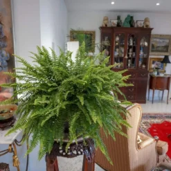Boston Fern Plant In 9.25 In. Hanging Basket 7 Boston Fern Plant In 9.25 In. Hanging Basket -United Nursery united nursery house plants 21276 31 1000