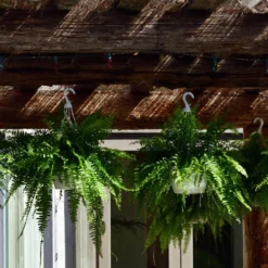 Boston Fern Plant In 9.25 In. Hanging Basket 6 Boston Fern Plant In 9.25 In. Hanging Basket -United Nursery united nursery house plants 21276 4f 1000