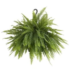 Boston Fern Plant In 9.25 In. Hanging Basket