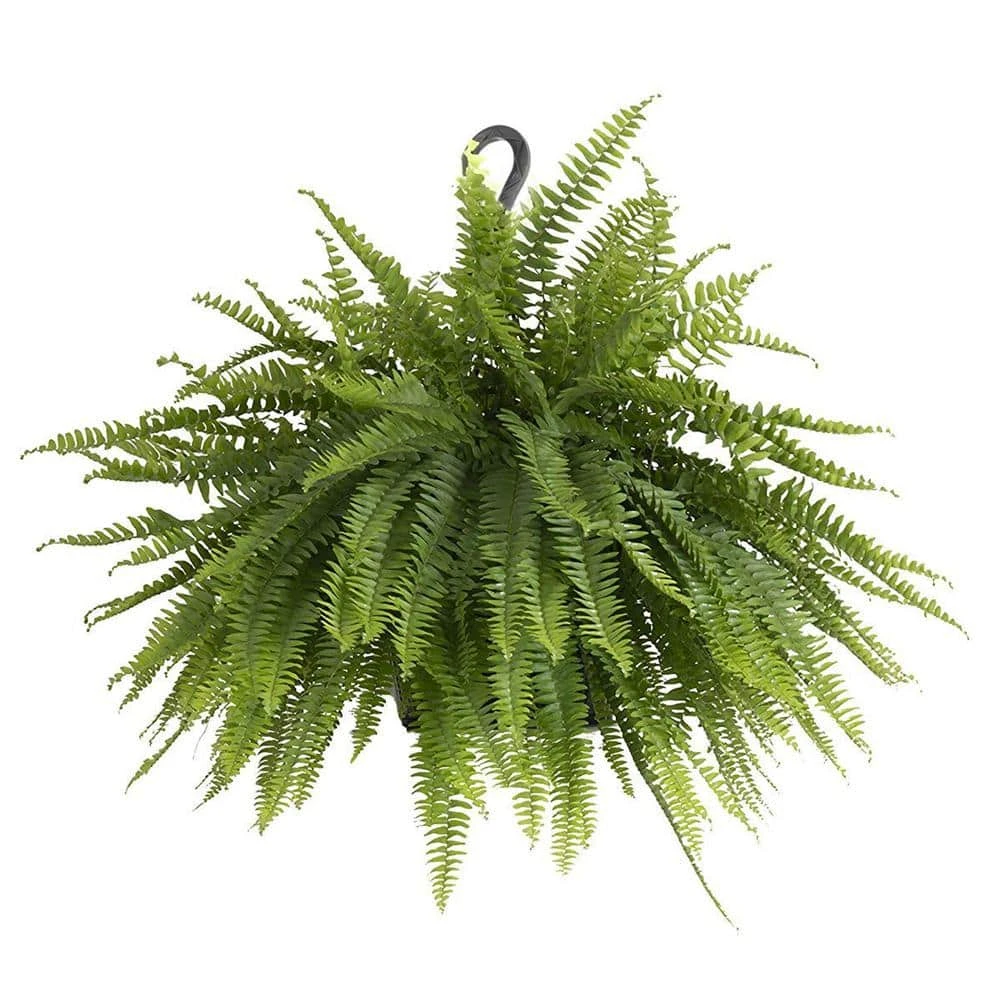 Boston Fern Plant In 9.25 In. Hanging Basket 1 Boston Fern Plant In 9.25 In. Hanging Basket