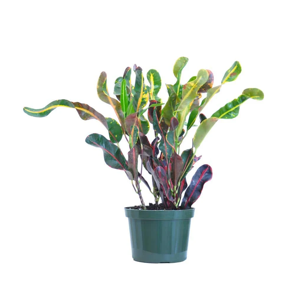 Croton Mammy Codiaeum Variegatum Live Plant In 6 Inch Grower Pot 1 Croton Mammy Codiaeum Variegatum Live Plant In 6 Inch Grower Pot