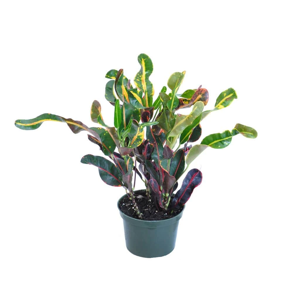 Croton Mammy Codiaeum Variegatum Live Plant In 6 Inch Grower Pot 2 Croton Mammy Codiaeum Variegatum Live Plant In 6 Inch Grower Pot - Image 2
