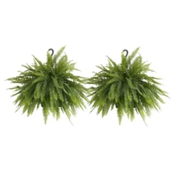 Boston Fern Plant In 9.25 In. Hanging Basket (2-Pack)