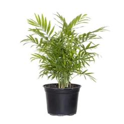 Neanthebella Palm Live Indoor Chamaedorea Elegans Plant In 6 In. Grower Pot
