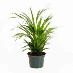 Areca Palm In 6 Inch Grower Pot