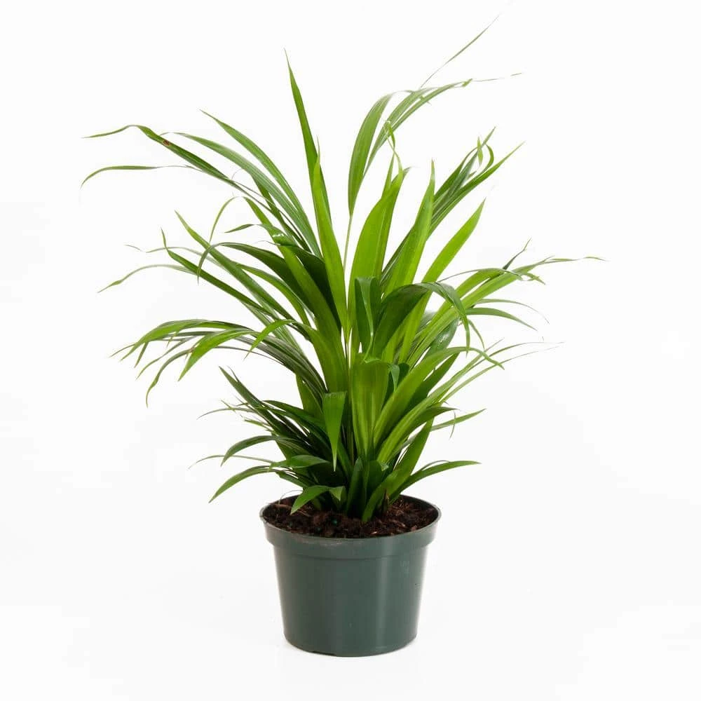 Areca Palm In 6 Inch Grower Pot 1 Areca Palm In 6 Inch Grower Pot