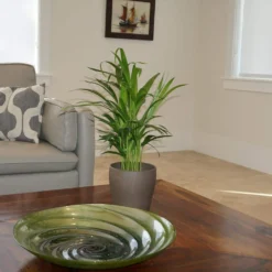 Areca Palm In 6 Inch Grower Pot 6 Areca Palm In 6 Inch Grower Pot -United Nursery united nursery house plants 26493 c3 1000