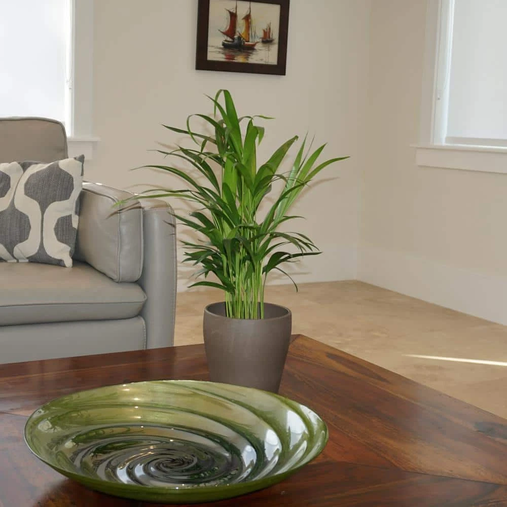 Areca Palm In 6 Inch Grower Pot 3 Areca Palm In 6 Inch Grower Pot - Image 3