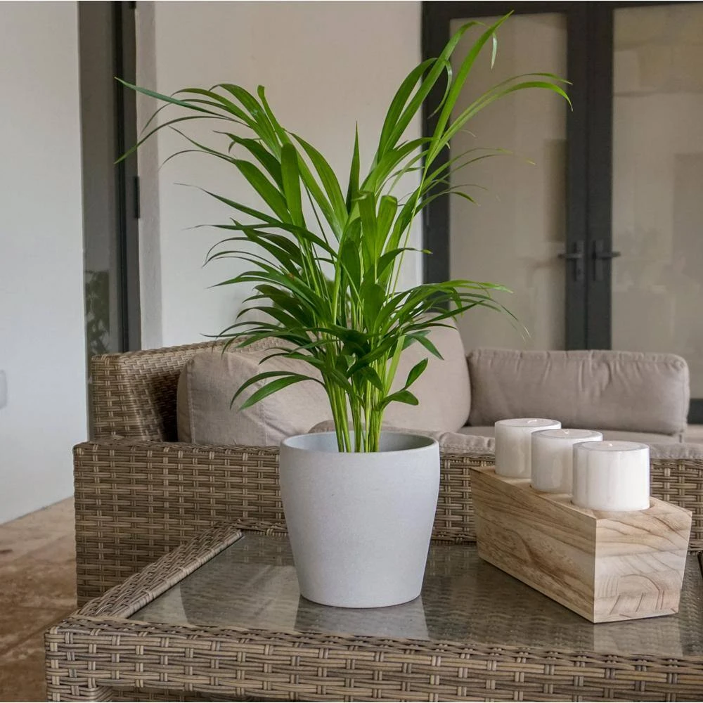Areca Palm In 6 Inch Grower Pot 2 Areca Palm In 6 Inch Grower Pot - Image 2