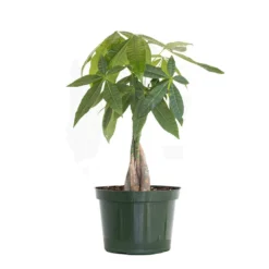 Pachira Braid, Money Tree In 6 In. Grower Pot