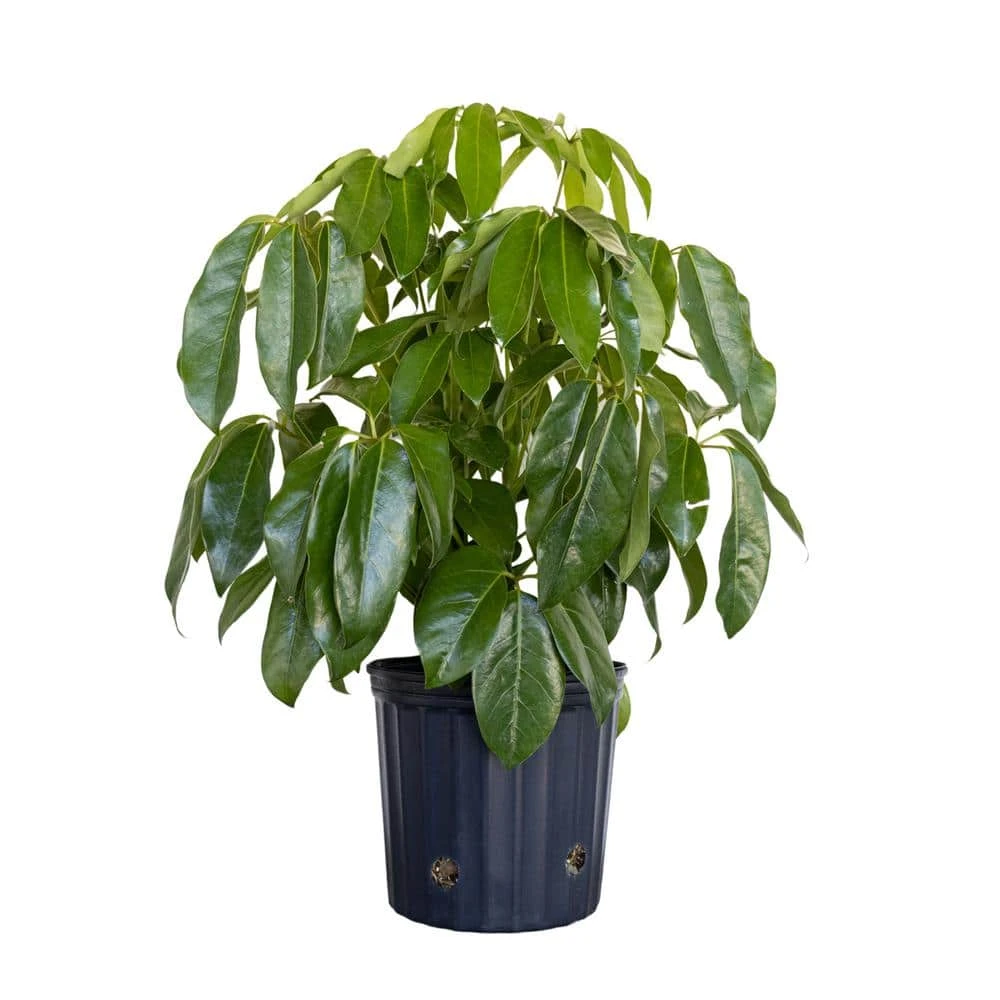 Schefflera Amate Umbrella Plant In 9.25 Inch Grower Pot 1 Schefflera Amate Umbrella Plant In 9.25 Inch Grower Pot